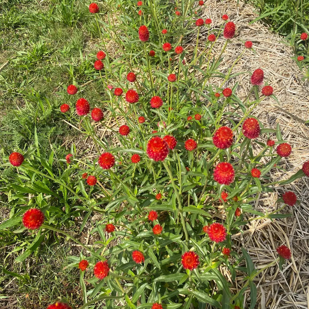Graines de gomphrena strawberry fair bio – La Ferme de Sainte Marthe