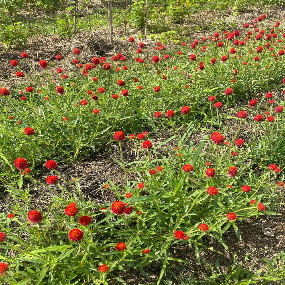 Graines de gomphrena strawberry fair bio – La Ferme de Sainte Marthe
