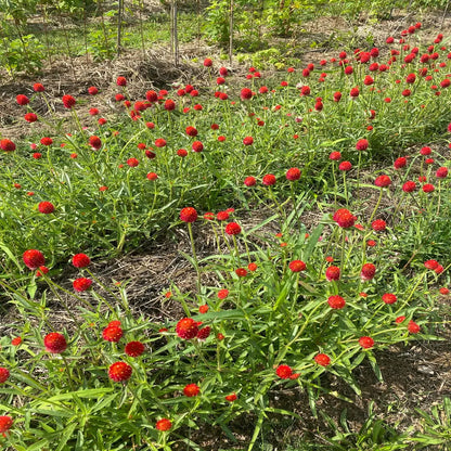 Graines de gomphrena strawberry fair bio – La Ferme de Sainte Marthe