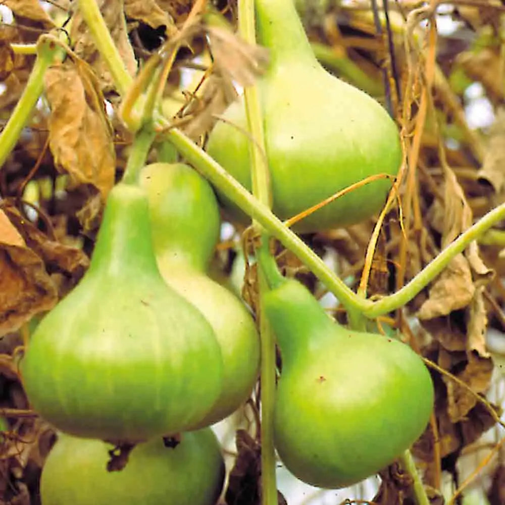 Graines de gourde mini calebasse bio – La Ferme de Sainte Marthe