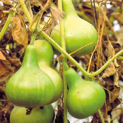 Graines de gourde mini calebasse bio – La Ferme de Sainte Marthe