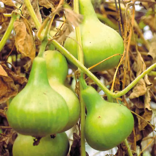 Graines de gourde mini calebasse bio – La Ferme de Sainte Marthe