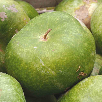 Graines de gourde ou calebasse africaine bio – La Ferme de Sainte Marthe