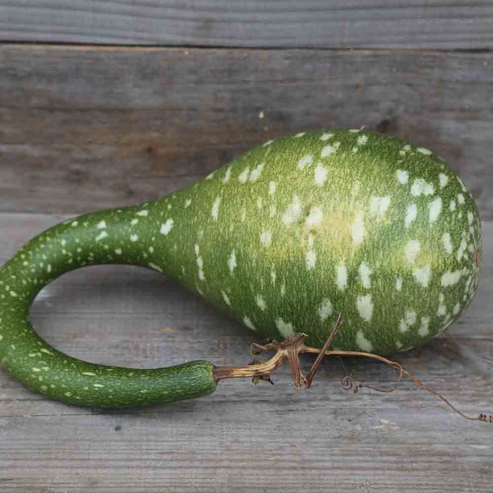 Graines de gourde ou calebasse amphore bio – La Ferme de Sainte Marthe