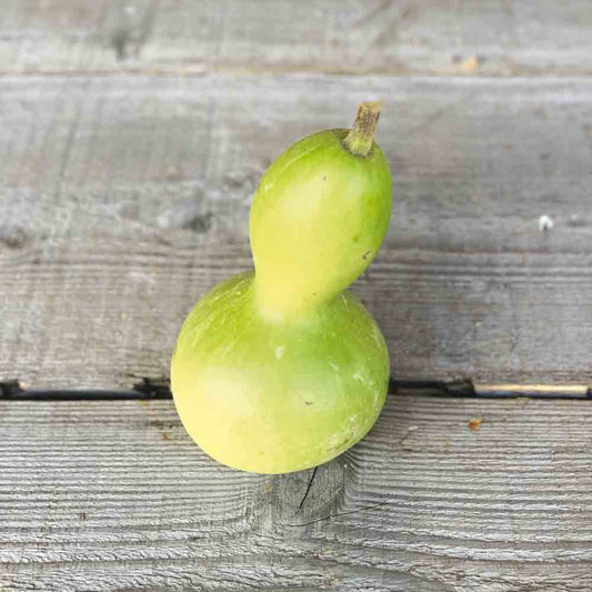 Graines de gourde ou calebasse pèlerine bio – La Ferme de Sainte Marthe