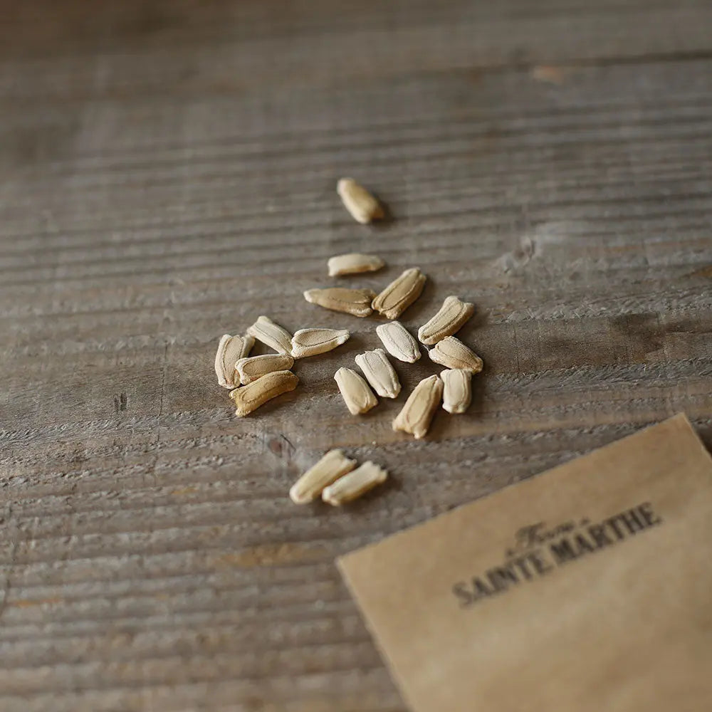 Graines de gourde ou calebasse pèlerine bio – La Ferme de Sainte Marthe