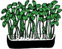 Seeds to sprout
