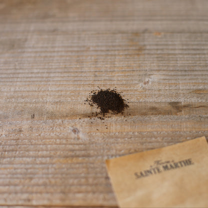 Graines de grand muflier bio – La Ferme de Sainte Marthe
