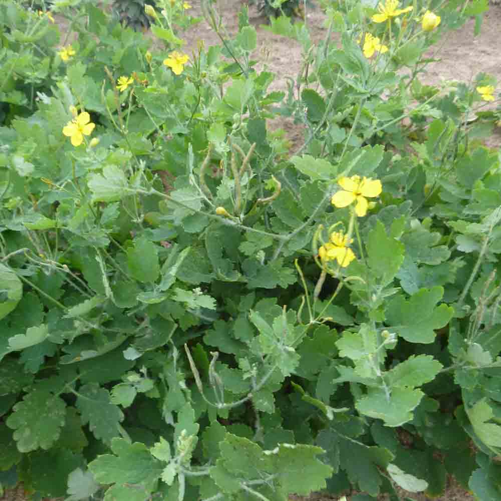 Graines de grande chélidoine bio – La Ferme de Sainte Marthe