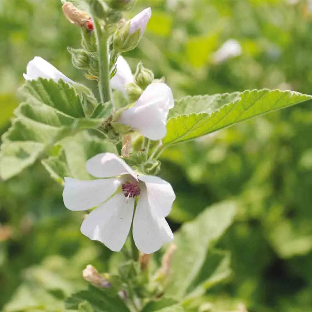Graines de guimauve officinale bio – La Ferme de Sainte Marthe