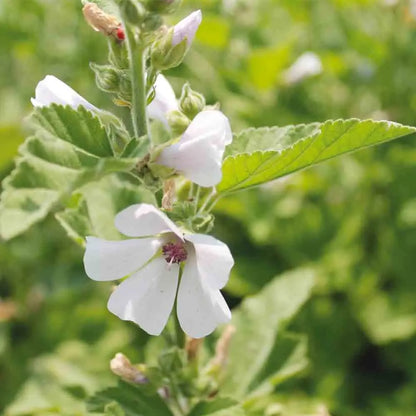 Graines de guimauve officinale bio – La Ferme de Sainte Marthe