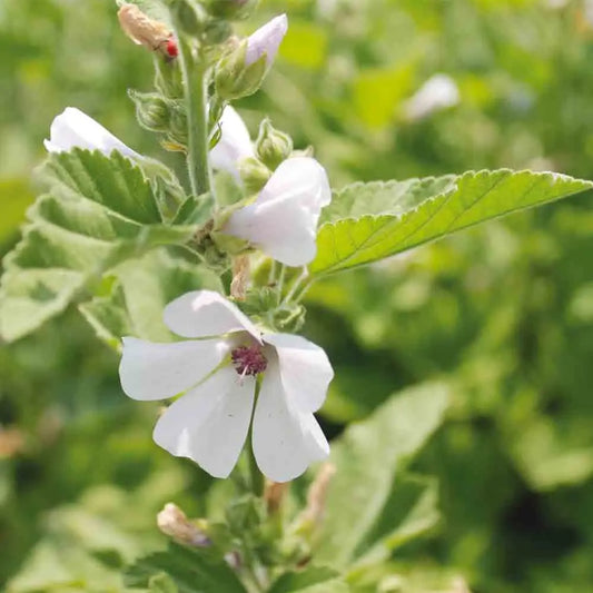 Graines de guimauve officinale bio – La Ferme de Sainte Marthe