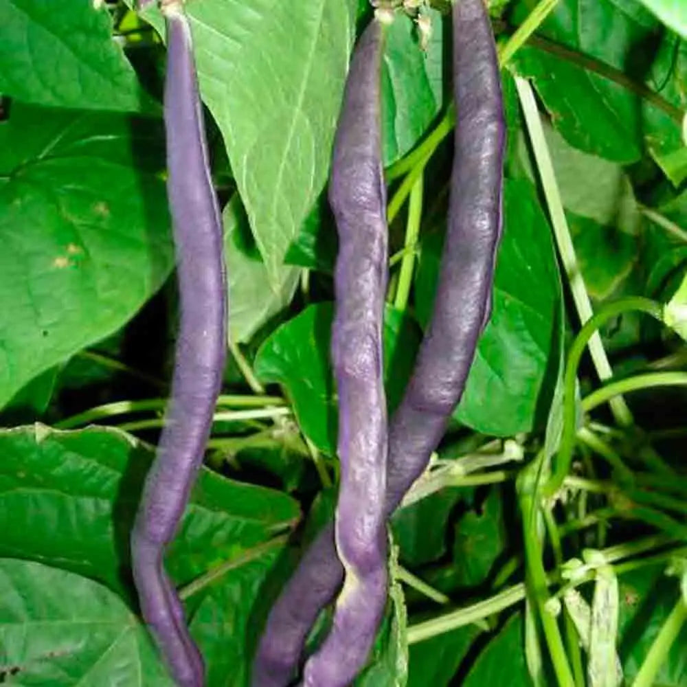 Graines de haricot à rames blauhilde bio – La Ferme de Sainte Marthe