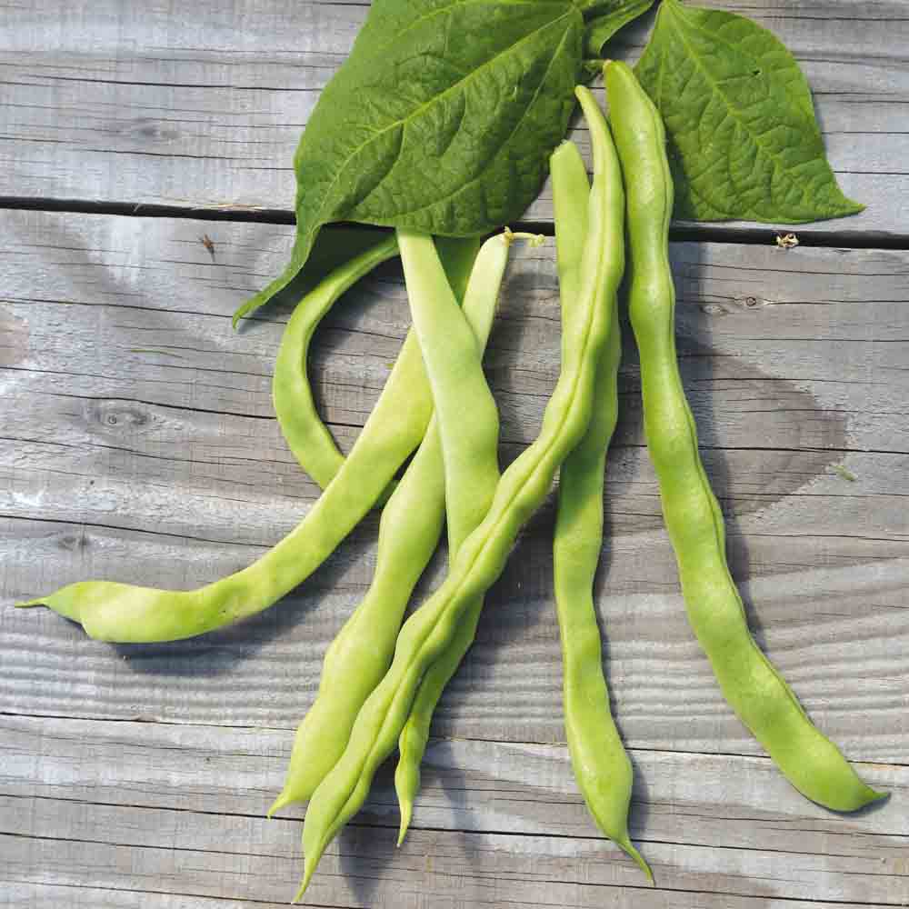 Graines de haricot à rames eva plat bio – La Ferme de Sainte Marthe