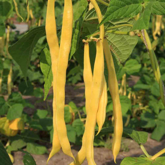 Graines de haricot à rames neckargold bio – La Ferme de Sainte Marthe