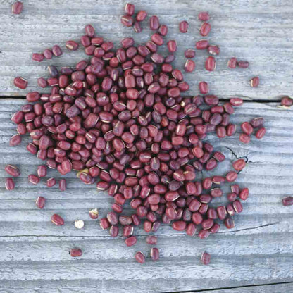 Graines de haricot azuki rouge bio – La Ferme de Sainte Marthe