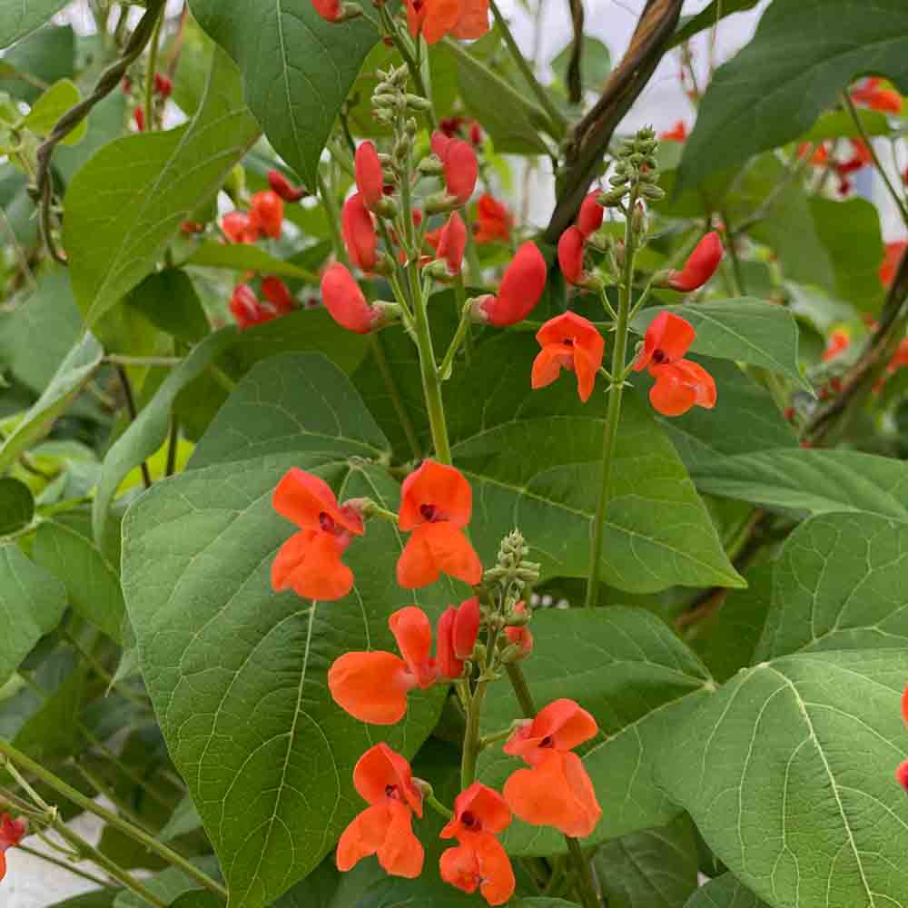 Graines de haricot d'espagne scarlet emperor bio – La Ferme de Sainte Marthe