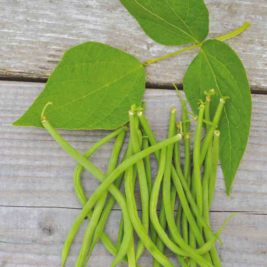 Graines de haricot nain aiguillon bio – La Ferme de Sainte Marthe