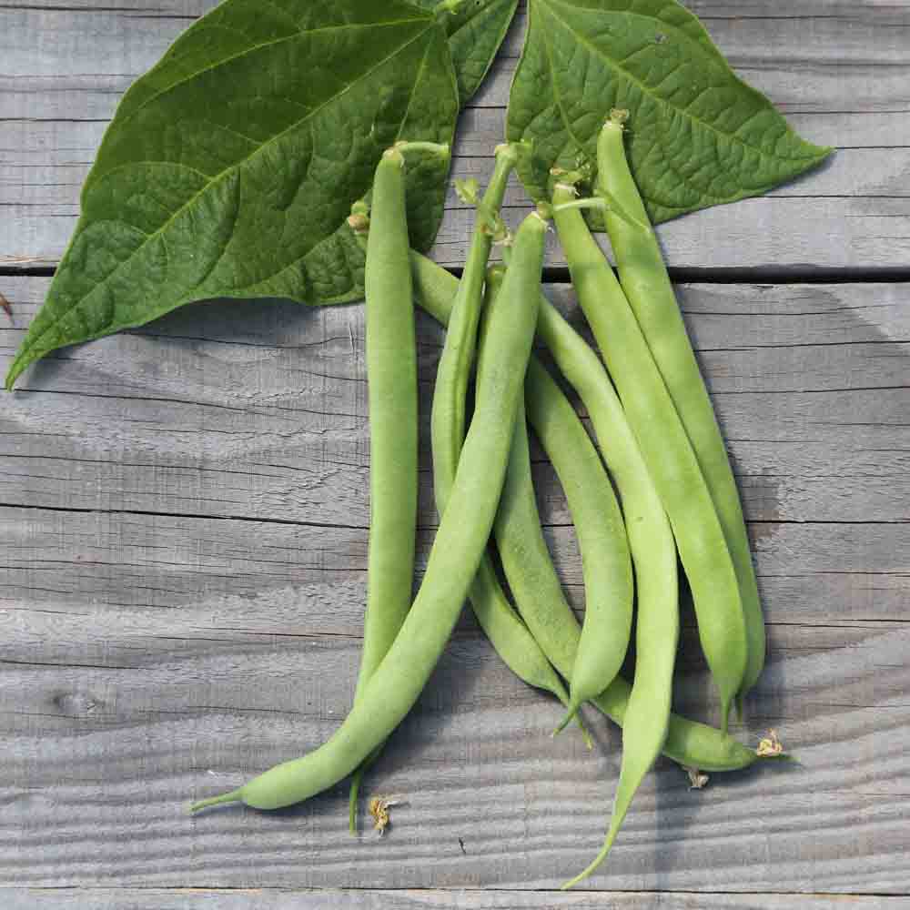 Graines de haricot nain canadian wonder à écosser bio – La Ferme de Sainte Marthe