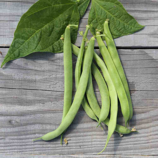 Graines de haricot nain canadian wonder à écosser bio – La Ferme de Sainte Marthe