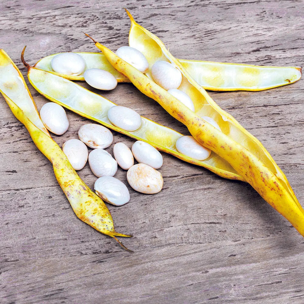 Graines de haricot nain coco blanc précoce à écosser bio – La Ferme de Sainte Marthe