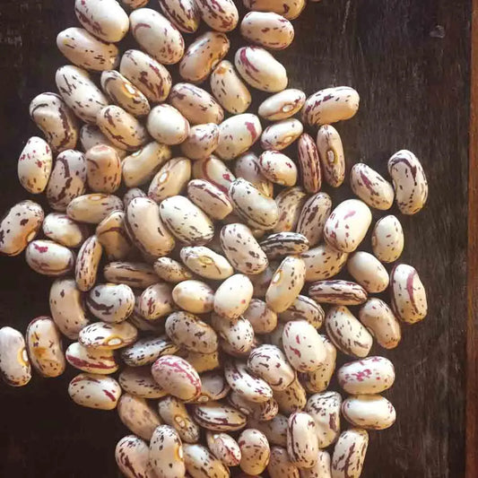 Graines de haricot nain coco rose d'eyragues à écosser – La Ferme de Sainte Marthe