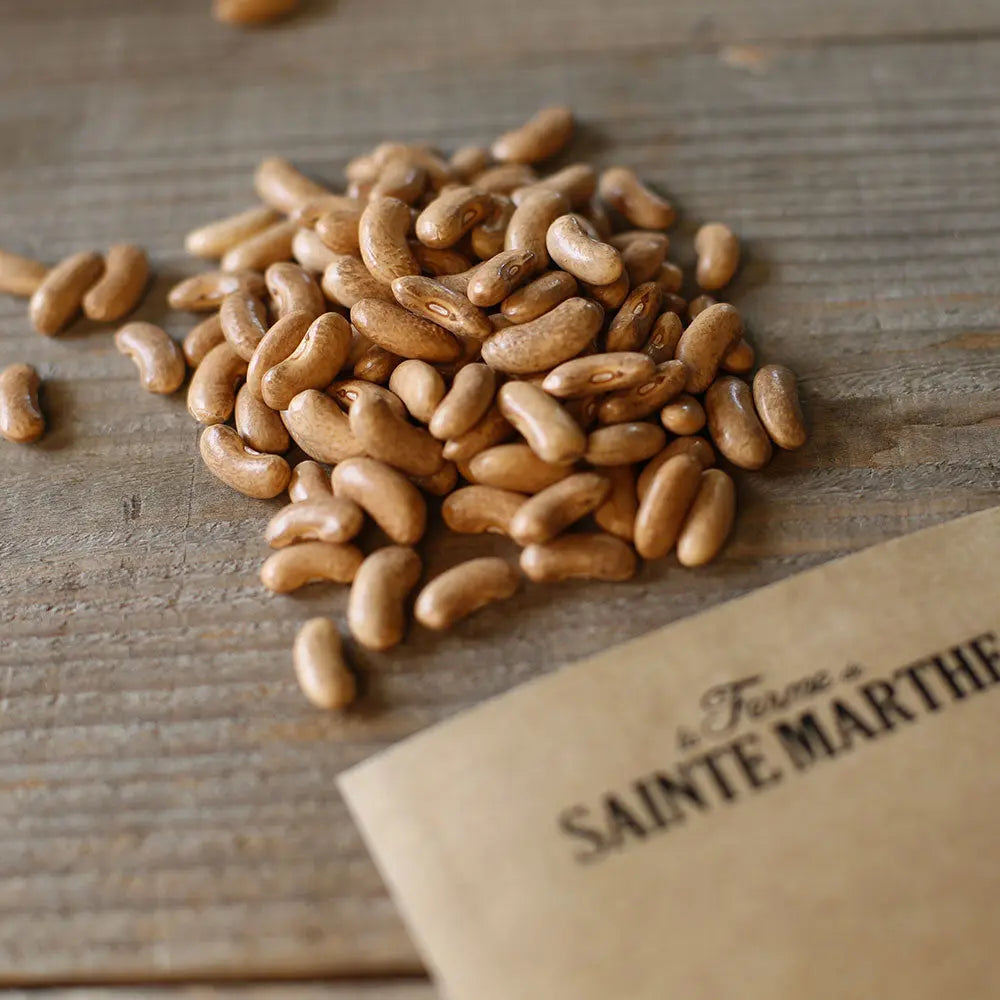 Graines de haricot nain contender bio – La Ferme de Sainte Marthe