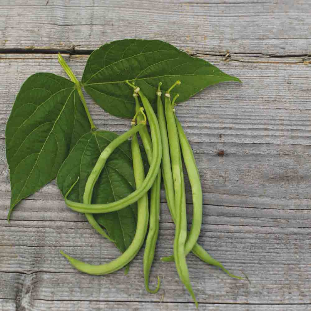 Graines de haricot nain cupidon bio – La Ferme de Sainte Marthe