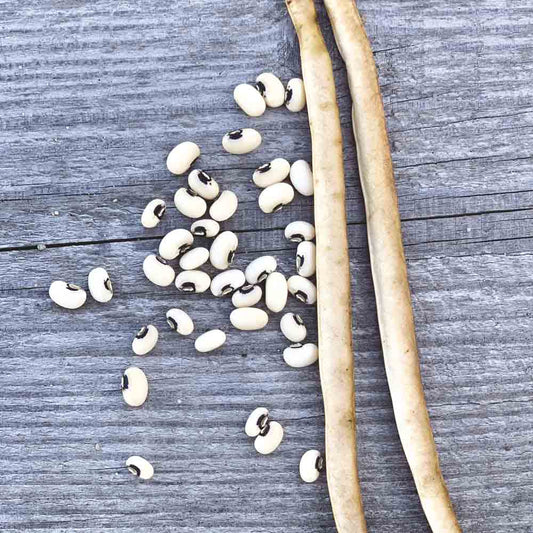 Graines de haricot nain dolique dell'occhio bio – La Ferme de Sainte Marthe