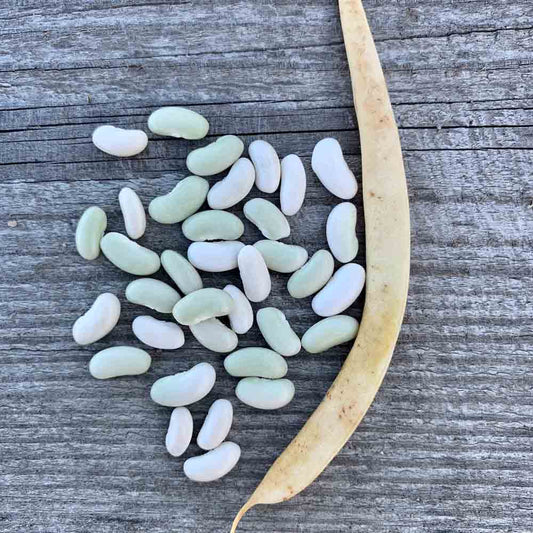Graines de haricot nain flageolet chevrier vert à écosser bio – La Ferme de Sainte Marthe