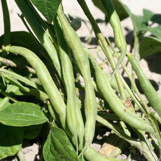 Graines de haricot nain flageolet de touraine à écosser bio – La Ferme de Sainte Marthe