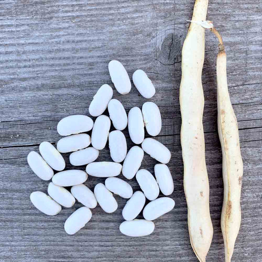 Graines de haricot nain lingot ou suisse blanc à écosser bio – La Ferme de Sainte Marthe