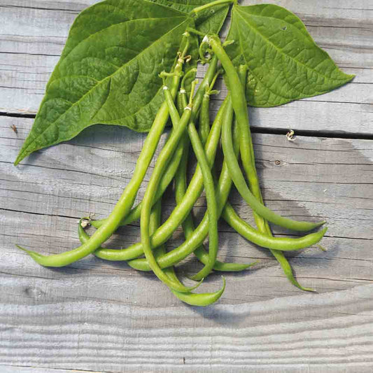 Graines de haricot nain pongo bio – La Ferme de Sainte Marthe