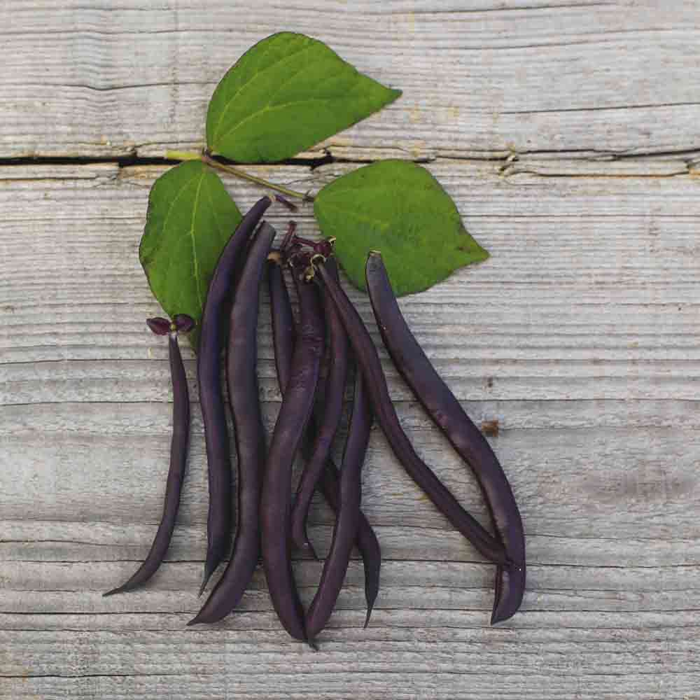 Graines de haricot nain purple queen bio – La Ferme de Sainte Marthe