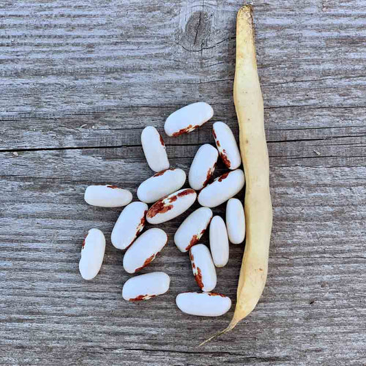 Graines de haricot nain saint-esprit à œil rouge à écosser bio – La Ferme de Sainte Marthe