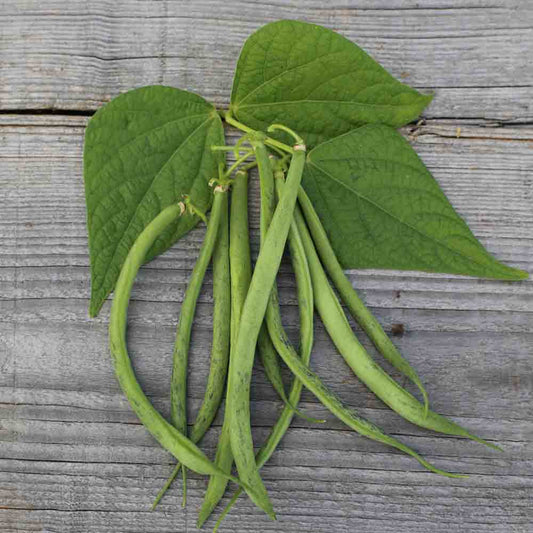 Graines de haricot nain triomphe de farcy bio – La Ferme de Sainte Marthe