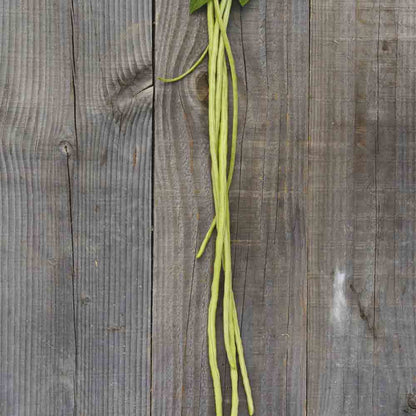 Graines de haricot serpent ou dolique asperge rouge taiwan hongdoujiao bio – La Ferme de Sainte Marthe