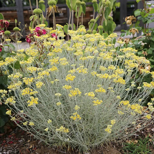 Graines d'hélichryse plante curry bio – La Ferme de Sainte Marthe