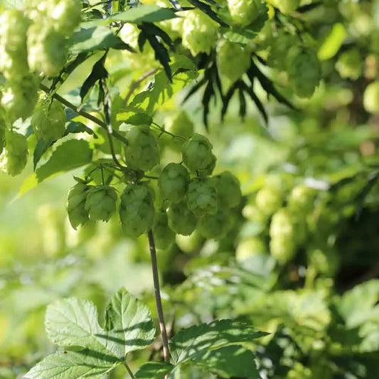 Graines de houblon bio – La Ferme de Sainte Marthe