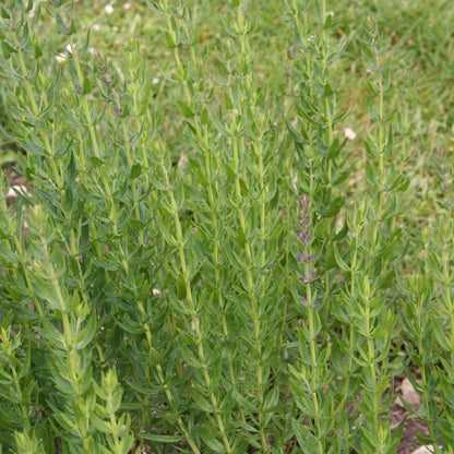 Graines d'hysope bio – La Ferme de Sainte Marthe