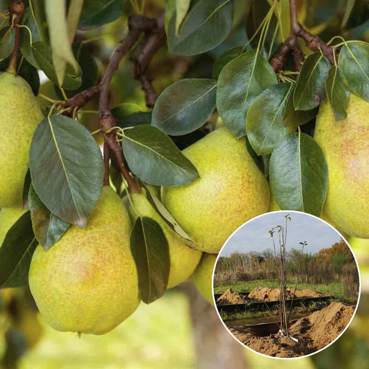 PEAR TREE BUTTER D´ARENBERG AB