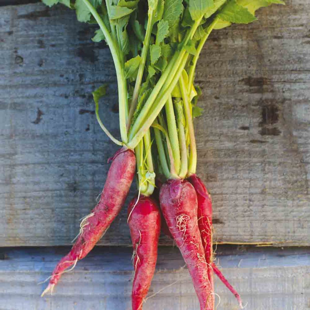 BAND 3 M EASTER ROSÉ RADISH 3 AB