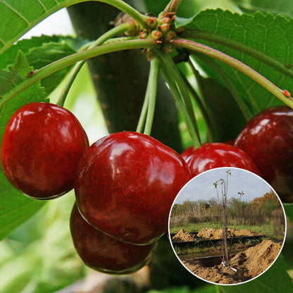 FRÜHER BIGARREAU-KIRSCHBAUM BURLAT AB