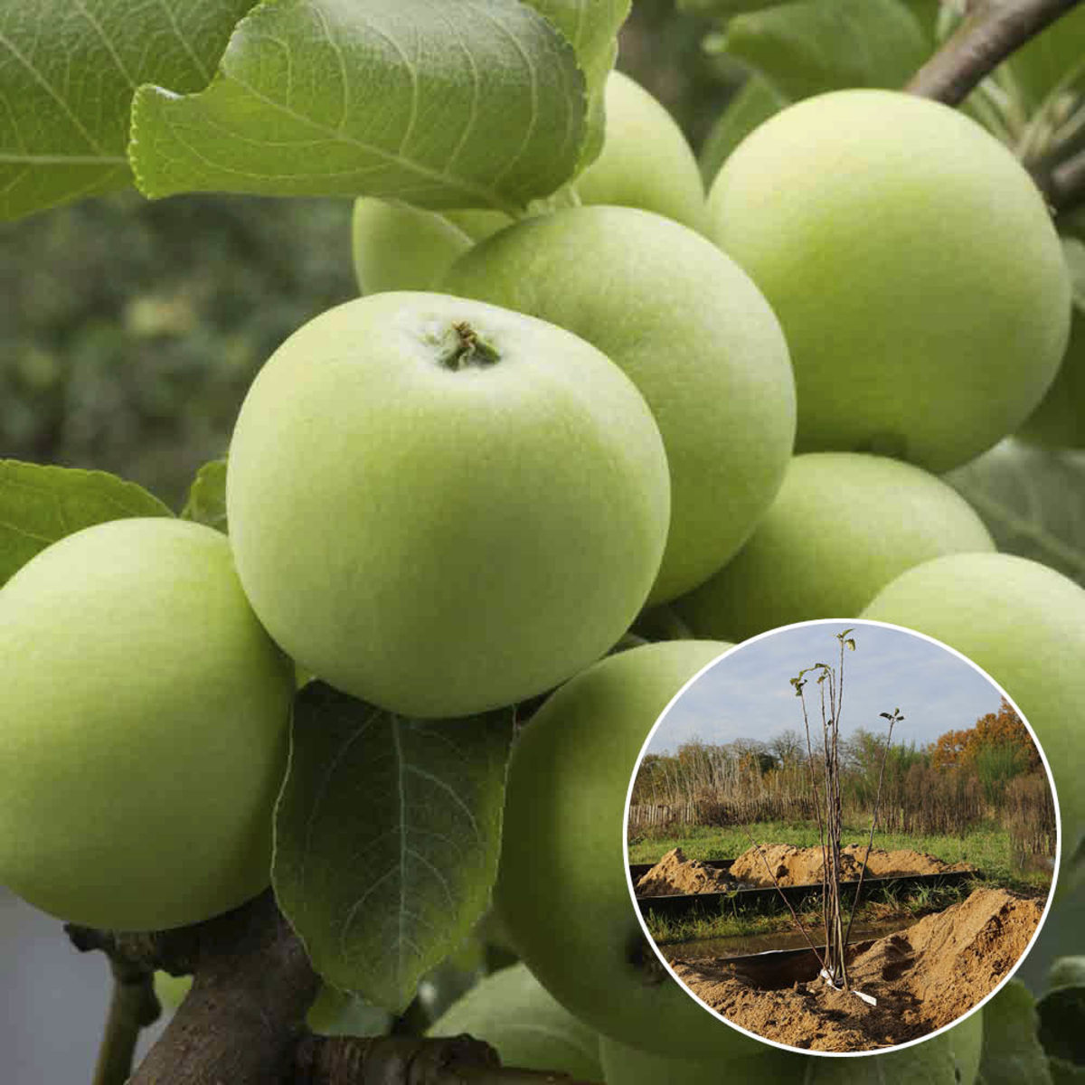 APFELBAUM GRANNY SMITH AB