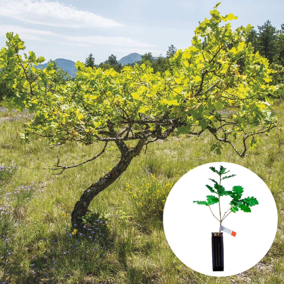 TRUFFLE PLANT PUBESCENT OAK - mycorrhizal Tuber Uncinatum