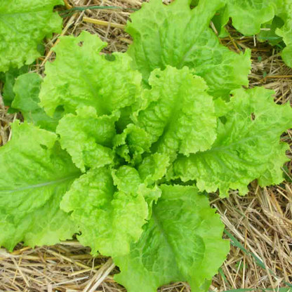 Graines de laitue à couper frisée d'australie bio – La Ferme de Sainte Marthe