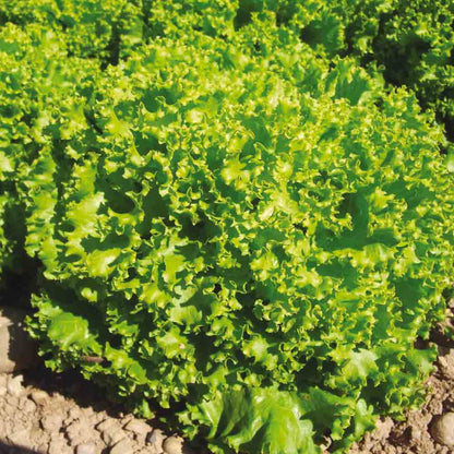 Graines de laitue à couper lollo bionda bio – La Ferme de Sainte Marthe