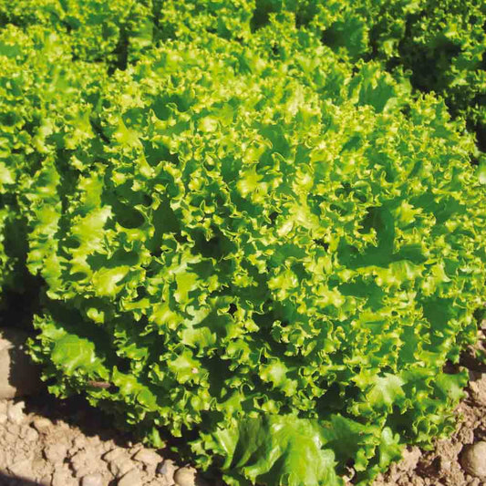 Graines de laitue à couper lollo bionda bio – La Ferme de Sainte Marthe