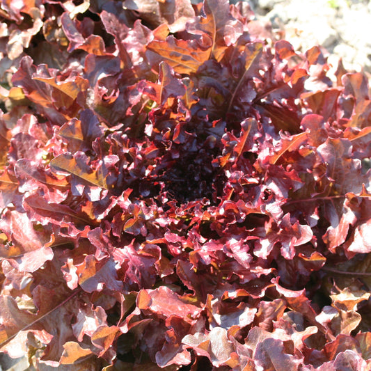 Graines de laitue à couper red salad bowl bio – La Ferme de Sainte Marthe