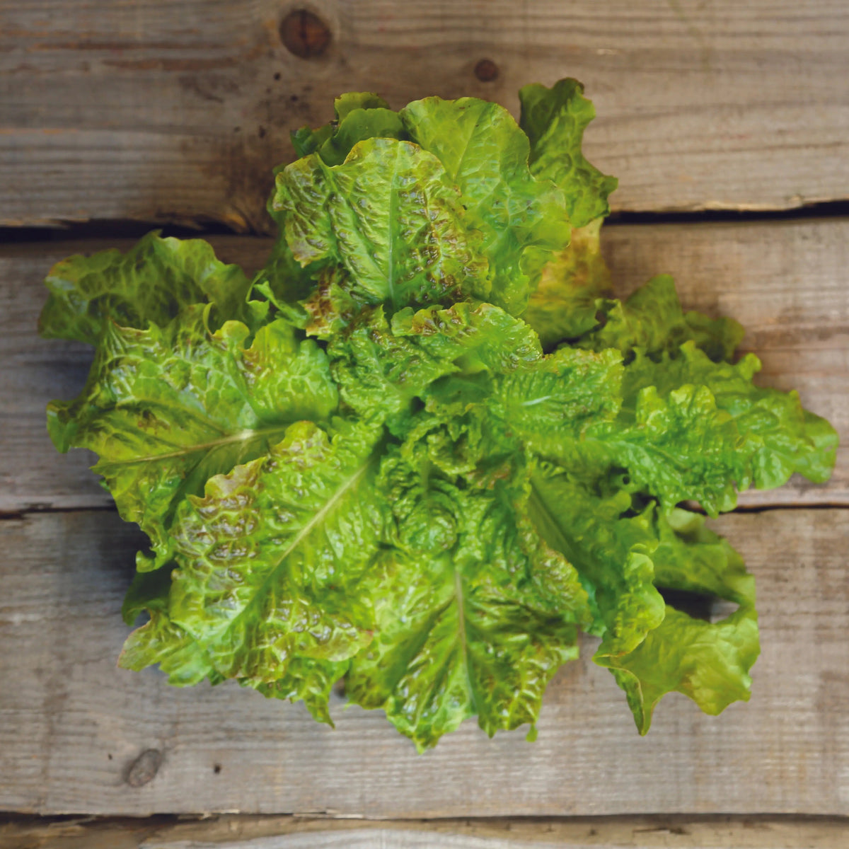 Graines de laitue à couper saint vincent bio – La Ferme de Sainte Marthe